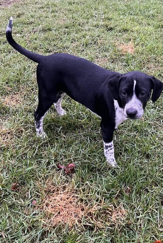 Enlarge Hershey, an adopted mixed breed in Crestview, FL image 1/2
