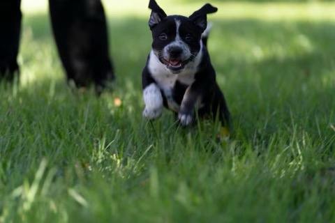 Enlarge Hershey, an adopted mixed breed in Crestview, FL image 2/2