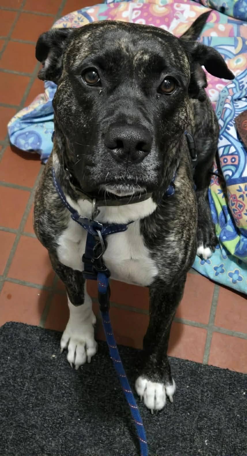 Enlarge Noelle, a ADOPTABLE mixed breed in London, ON image 2/6