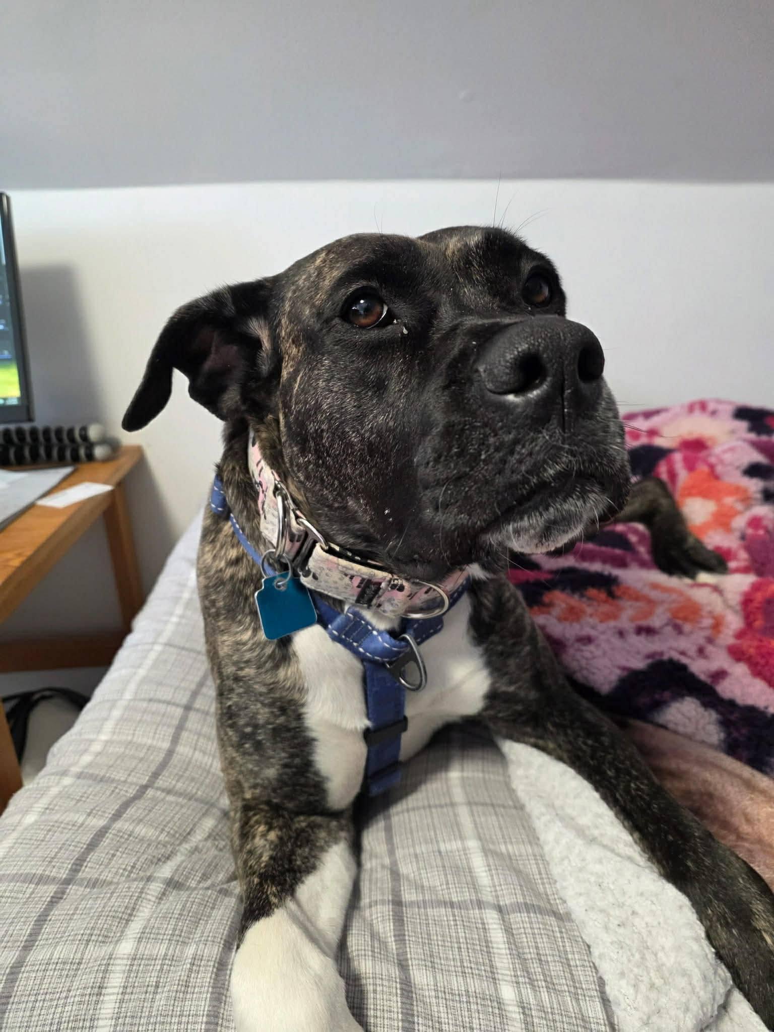 Enlarge Noelle, a ADOPTABLE mixed breed in London, ON image 5/6