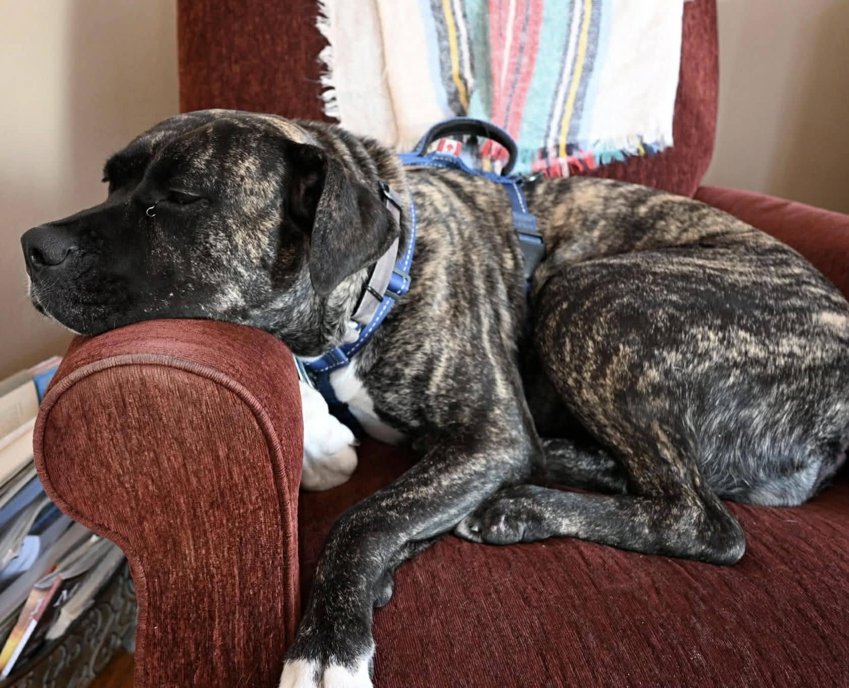 Enlarge Noelle, a ADOPTABLE mixed breed in London, ON image 4/6