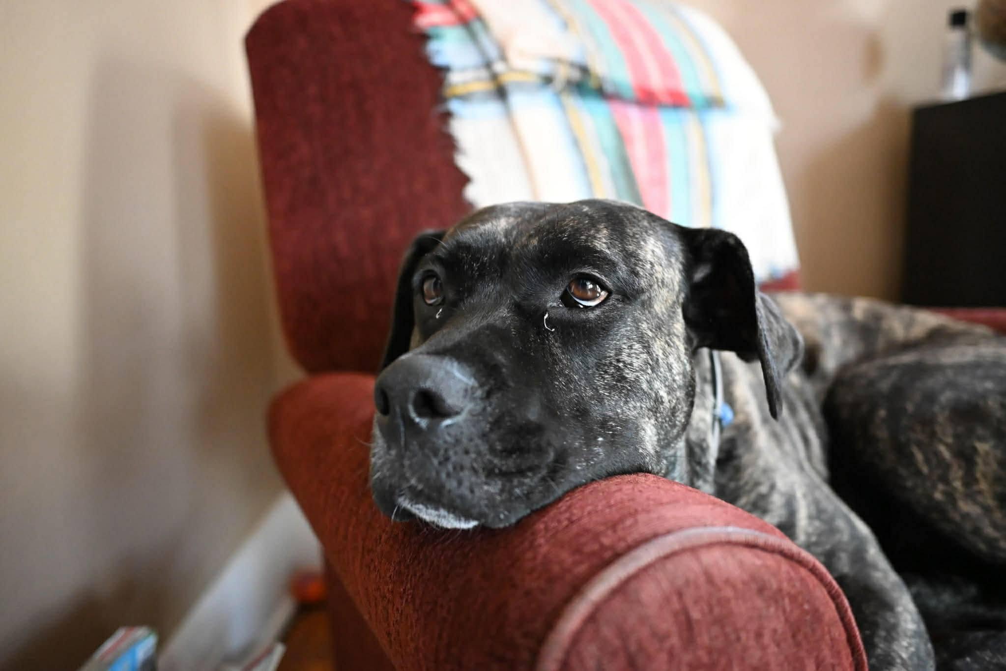 Enlarge Noelle, a ADOPTABLE mixed breed in London, ON image 6/6