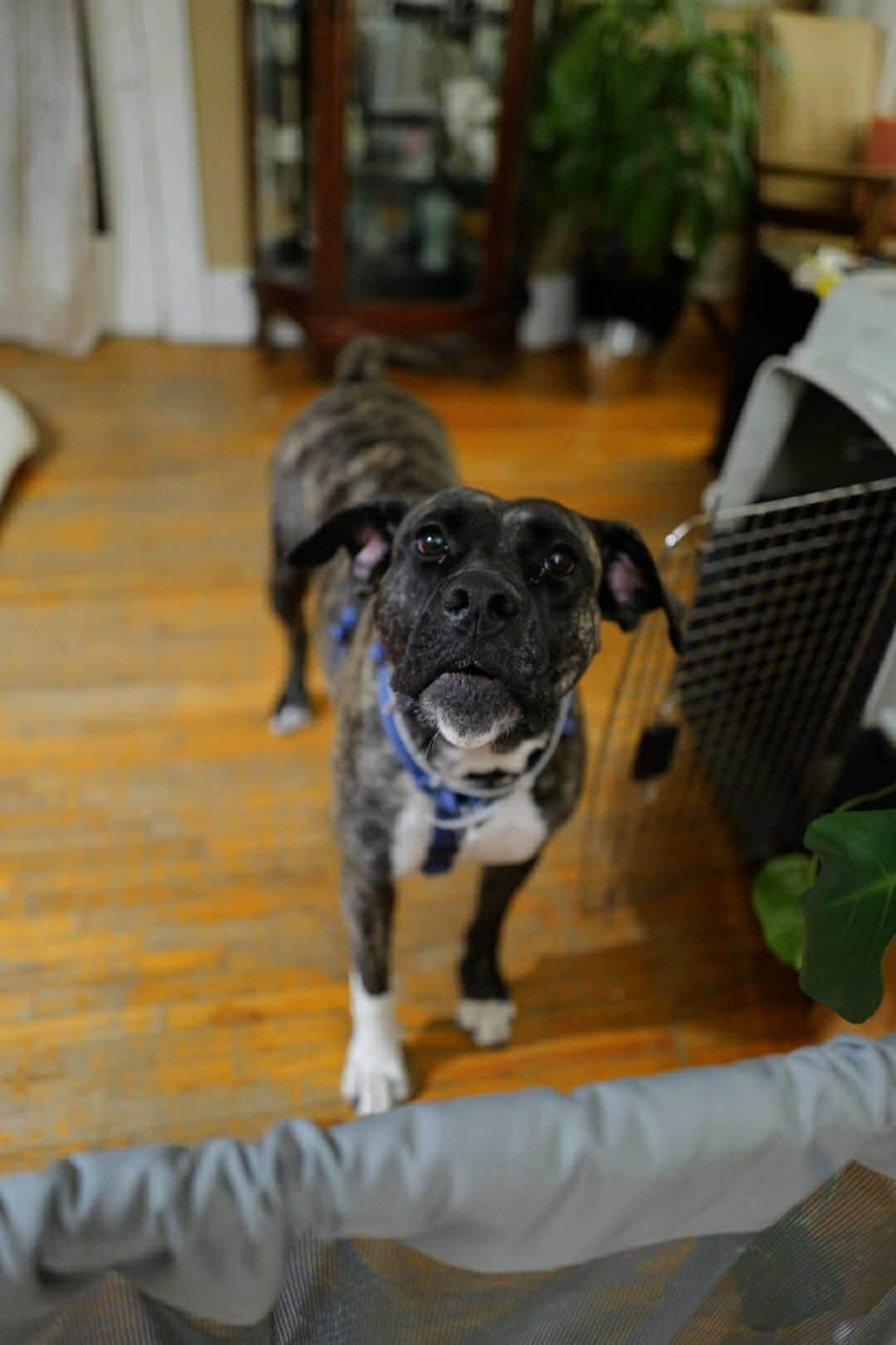 Enlarge Noelle, a ADOPTABLE mixed breed in London, ON image 1/6