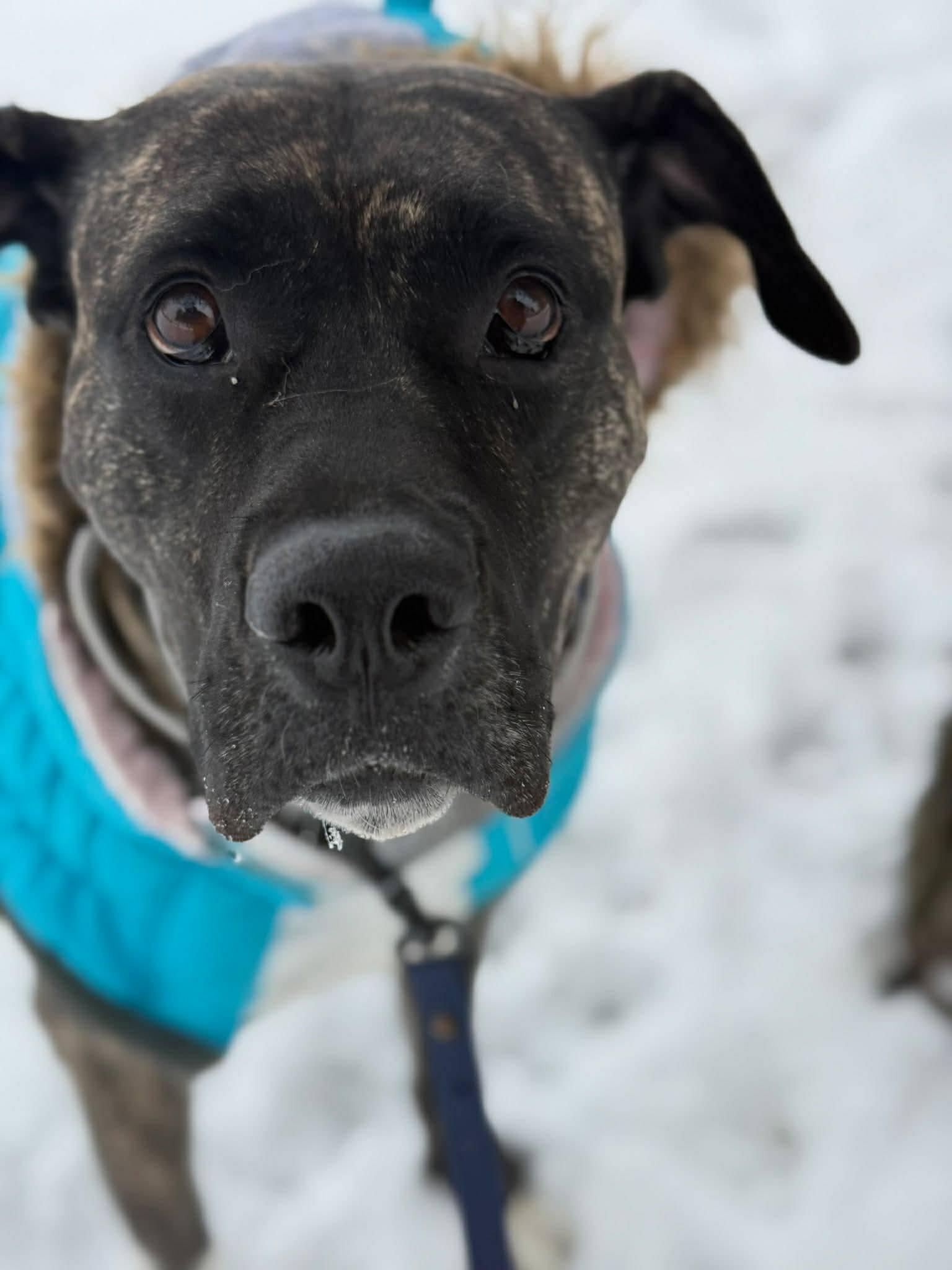 Enlarge Noelle, a ADOPTABLE mixed breed in London, ON image 3/6