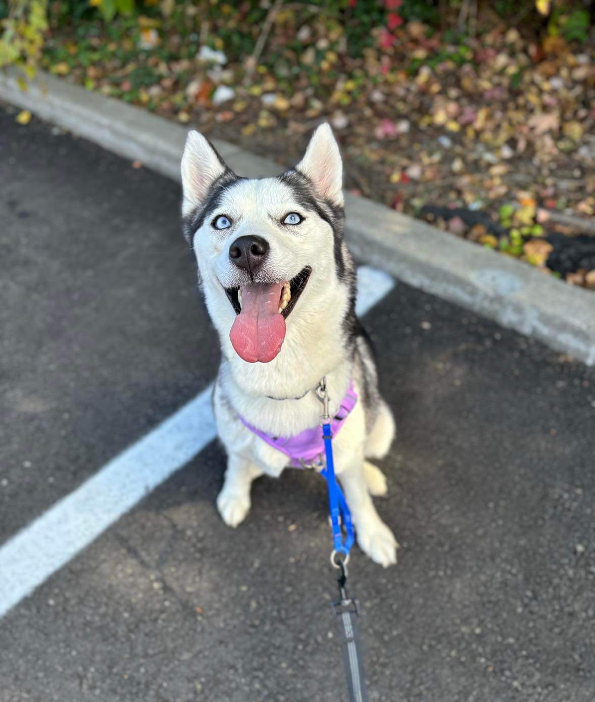 Ruby, Adoptable, Adult Female Siberian Husky.