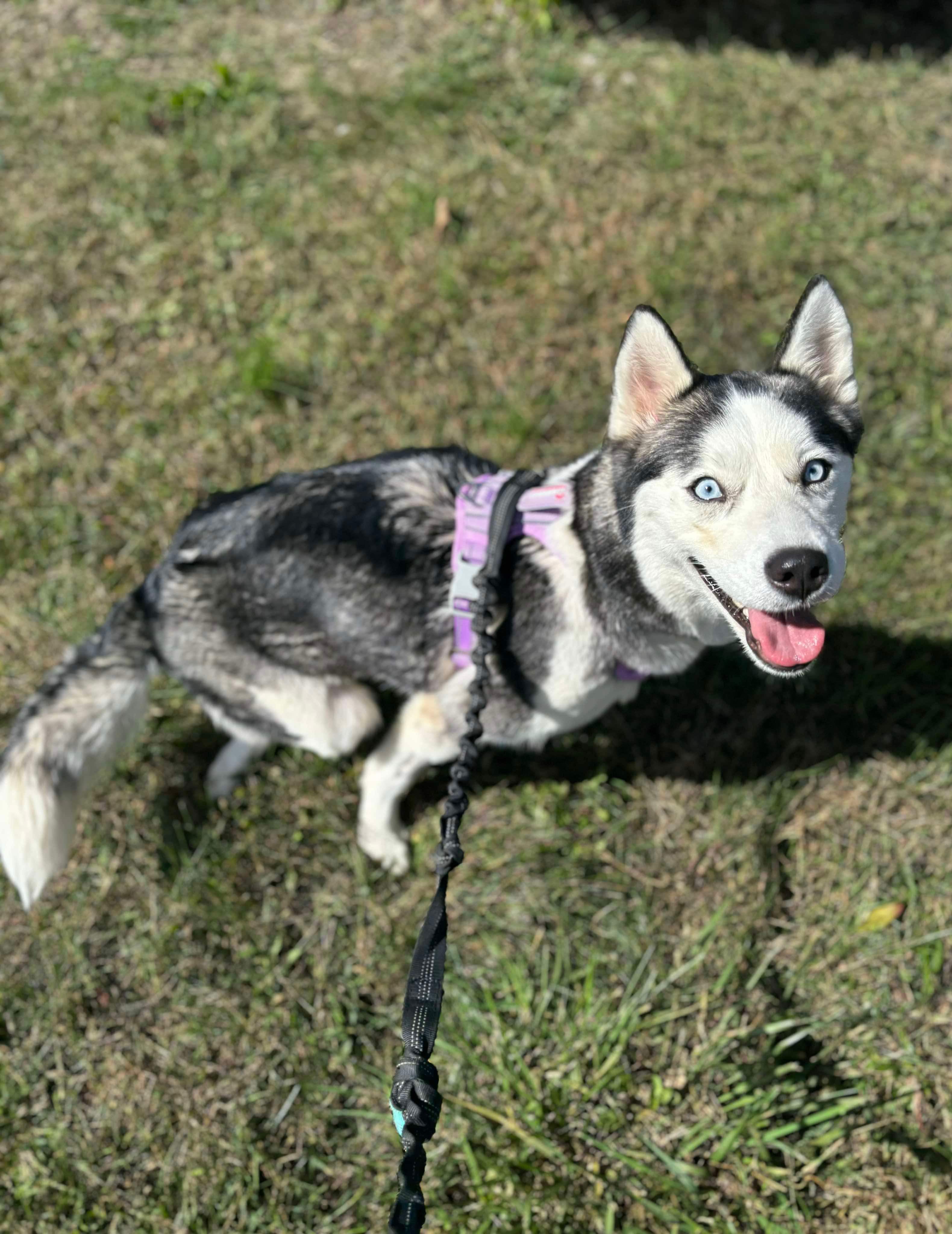 Ruby, a Adoptable Siberian Husky in Matawan, NJ image 2/4