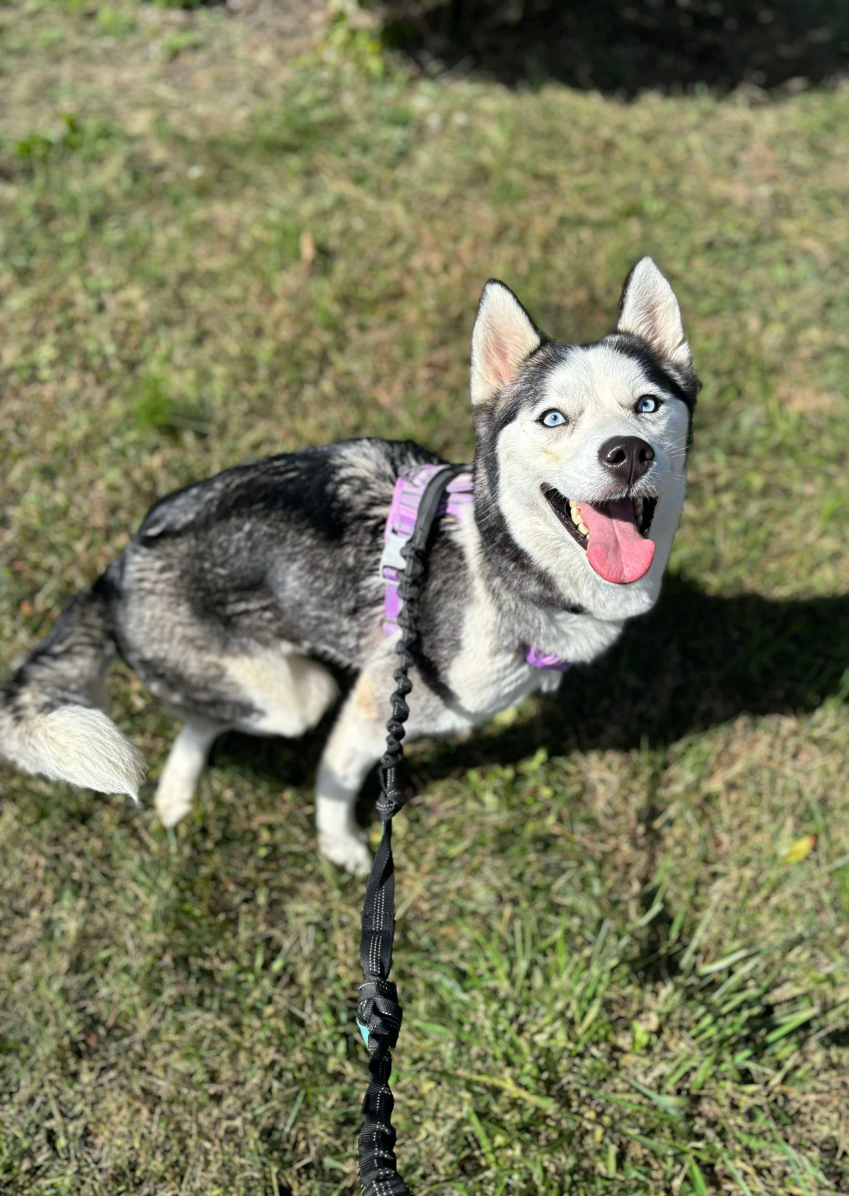 Ruby, a Adoptable Siberian Husky in Matawan, NJ image 3/4