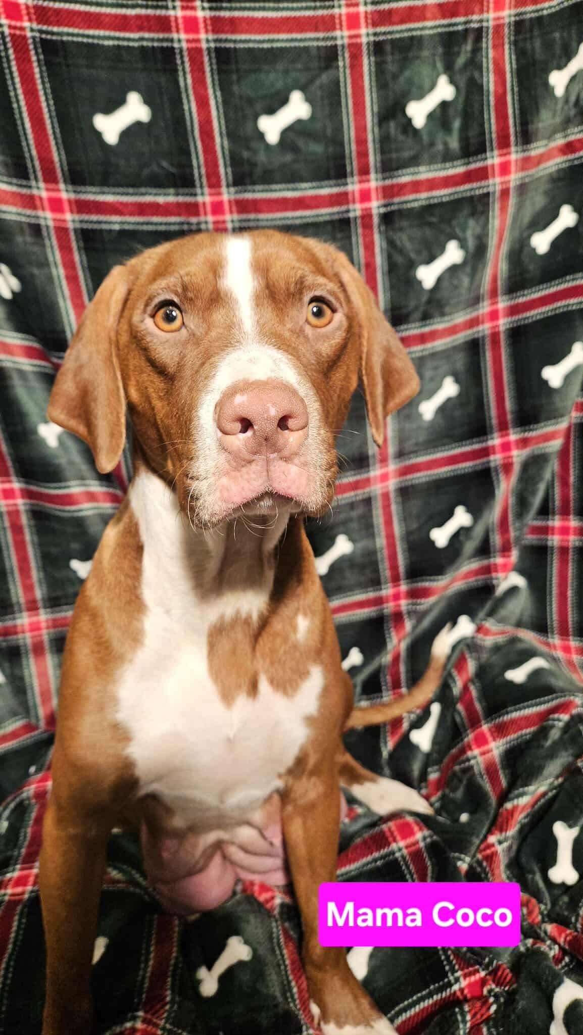 Mama Coco, Adoptable, Young Female Pit Bull Terrier & Hound.