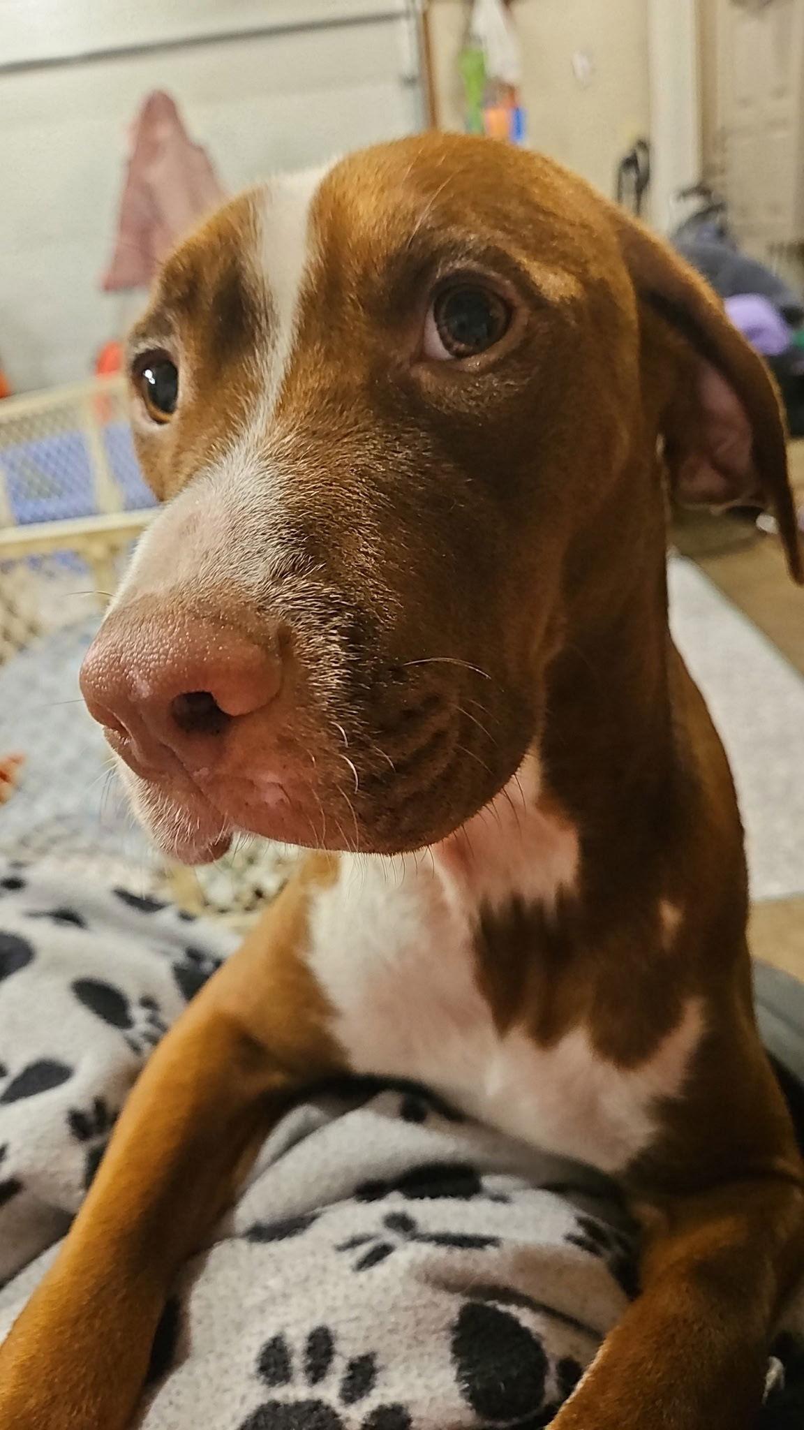 Mama Coco, a Adoptable mixed breed in Duluth, MN image 3/3