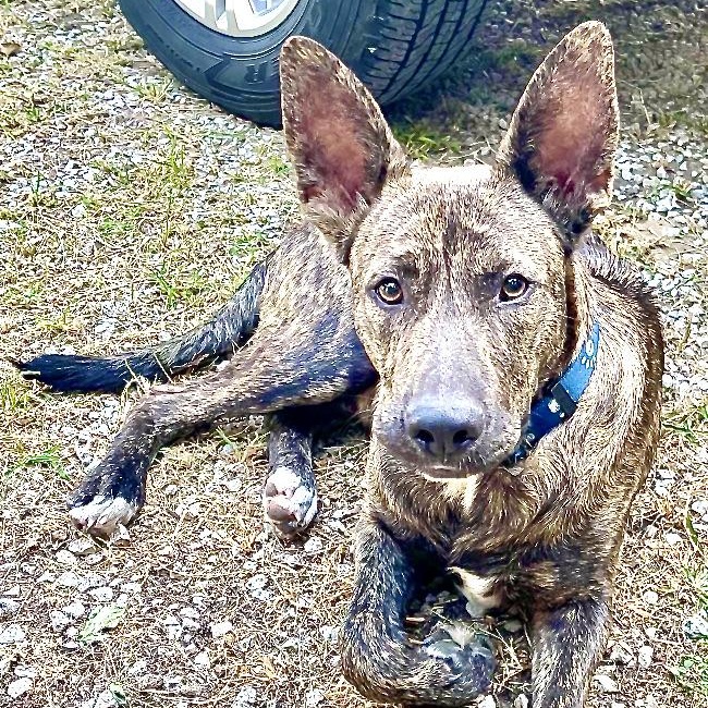 Sir, Young Male Dutch Shepherd