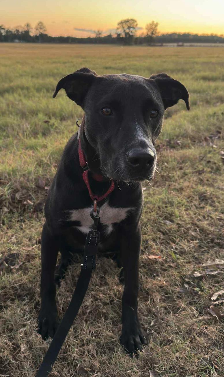 Mathers, Adoptable, Young Male Labrador Retriever & Hound.