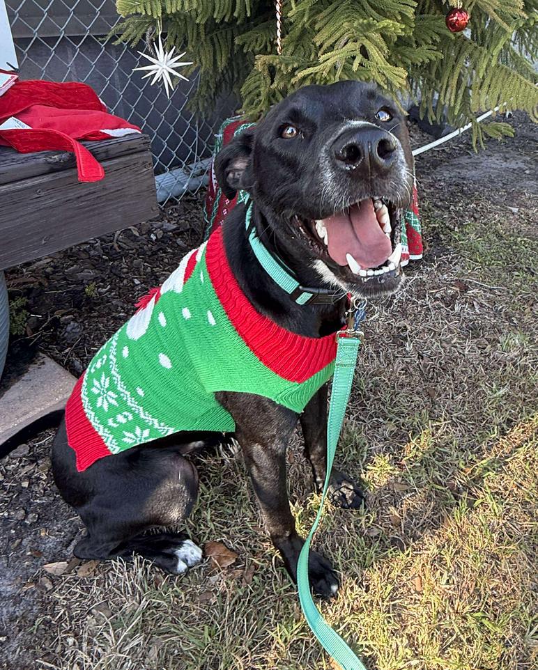 Enlarge Mathers, a Adoptable mixed breed in Osteen, FL image 1/3