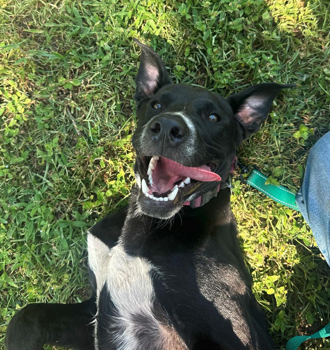 Mathers, a Adoptable mixed breed in Osteen, FL image 2/3