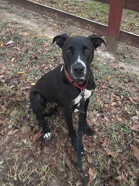 Mathers, a Adoptable mixed breed in Osteen, FL image 3/3