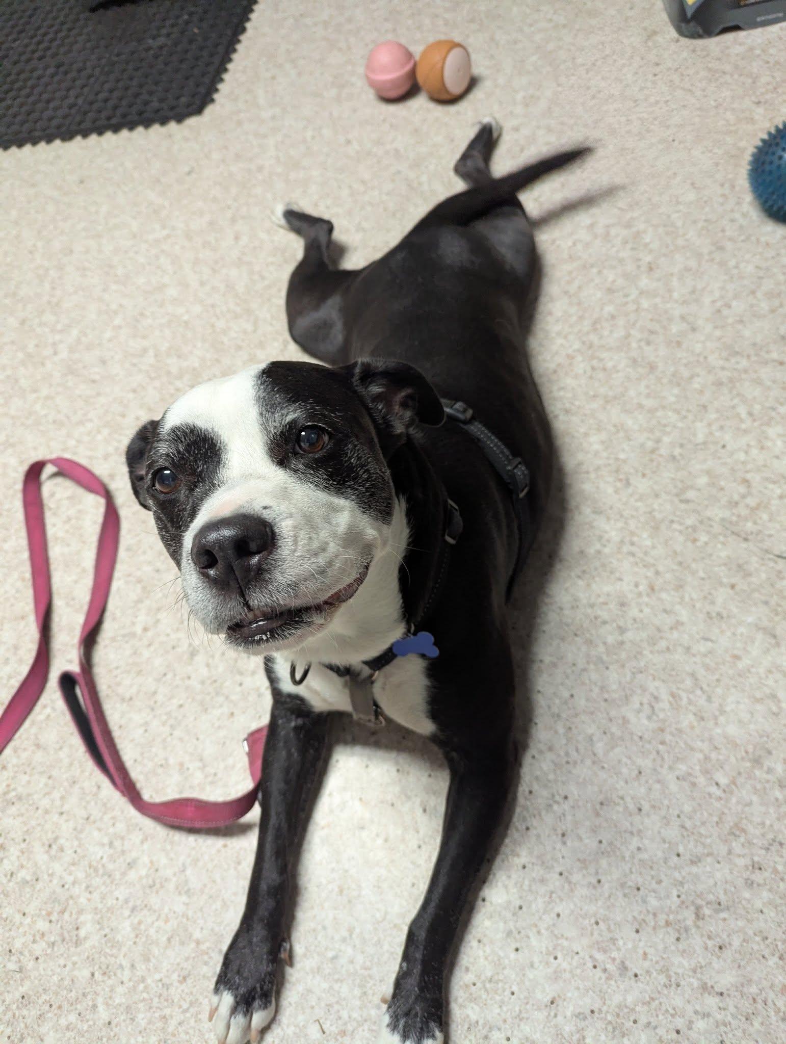 Enlarge Lexie, a Adoptable mixed breed in Columbia, MO image 3/6