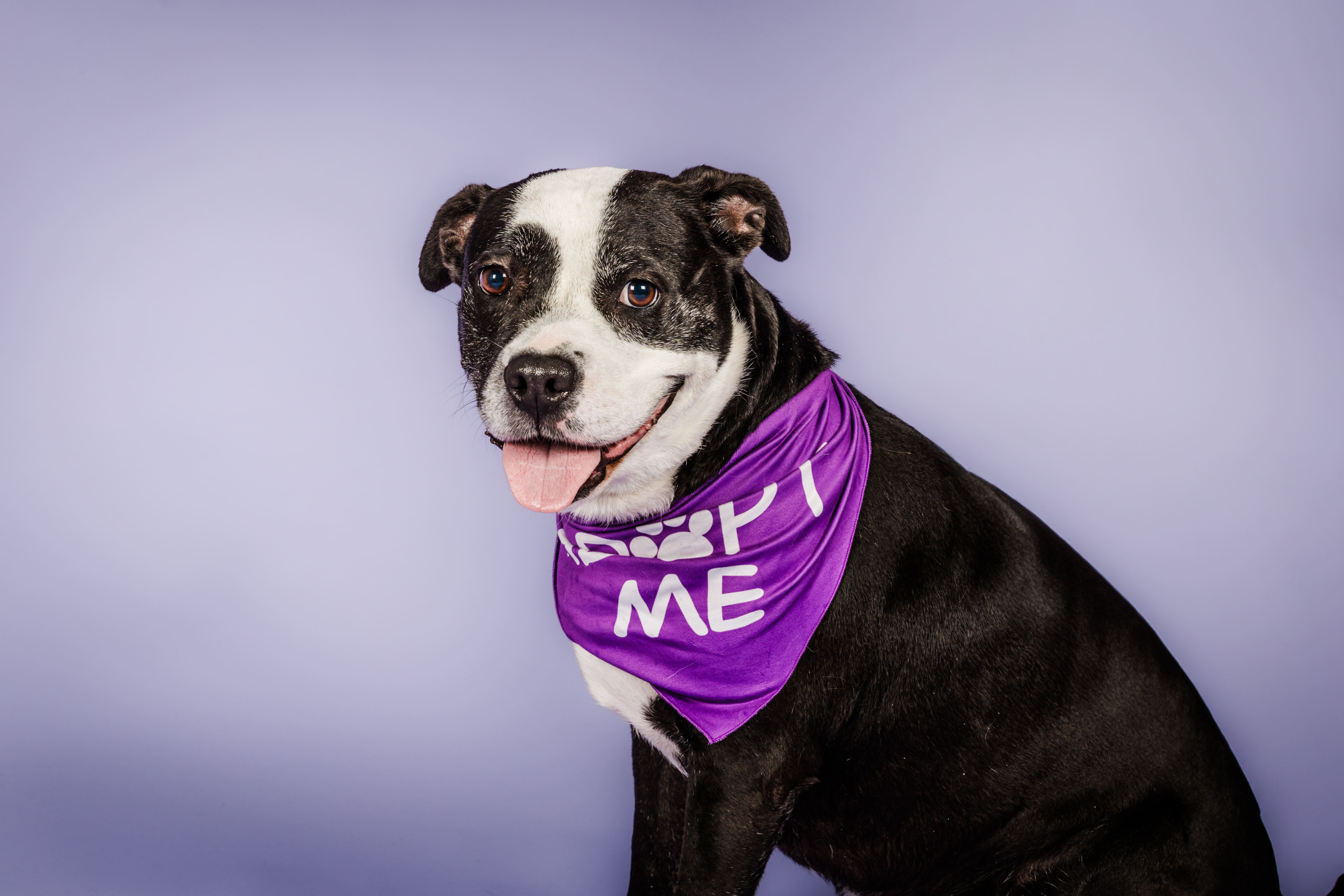 Lexie, a Adoptable mixed breed in Columbia, MO image 4/6