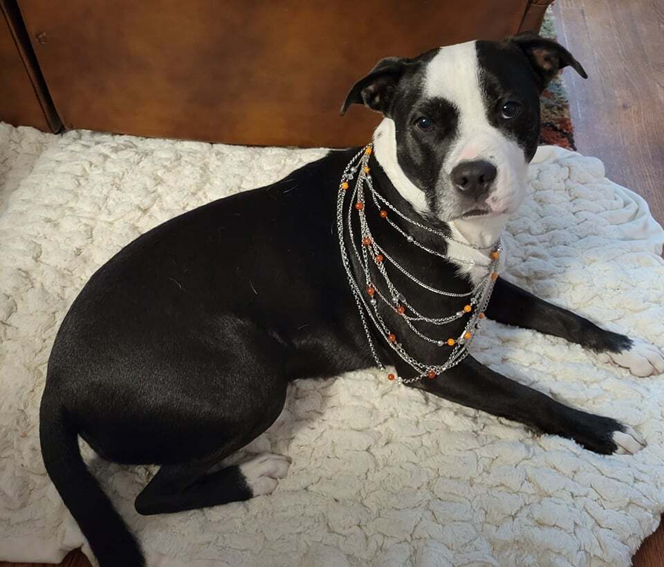 Lexie, a Adoptable mixed breed in Columbia, MO image 5/6