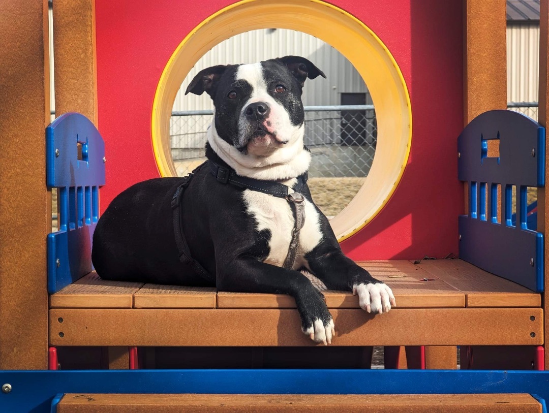 Lexie, a Adoptable mixed breed in Columbia, MO image 2/6