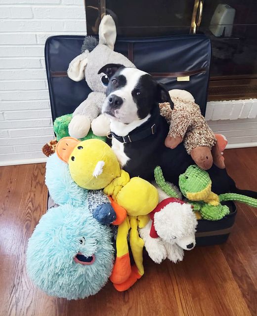 Lexie, a Adoptable mixed breed in Columbia, MO image 6/6