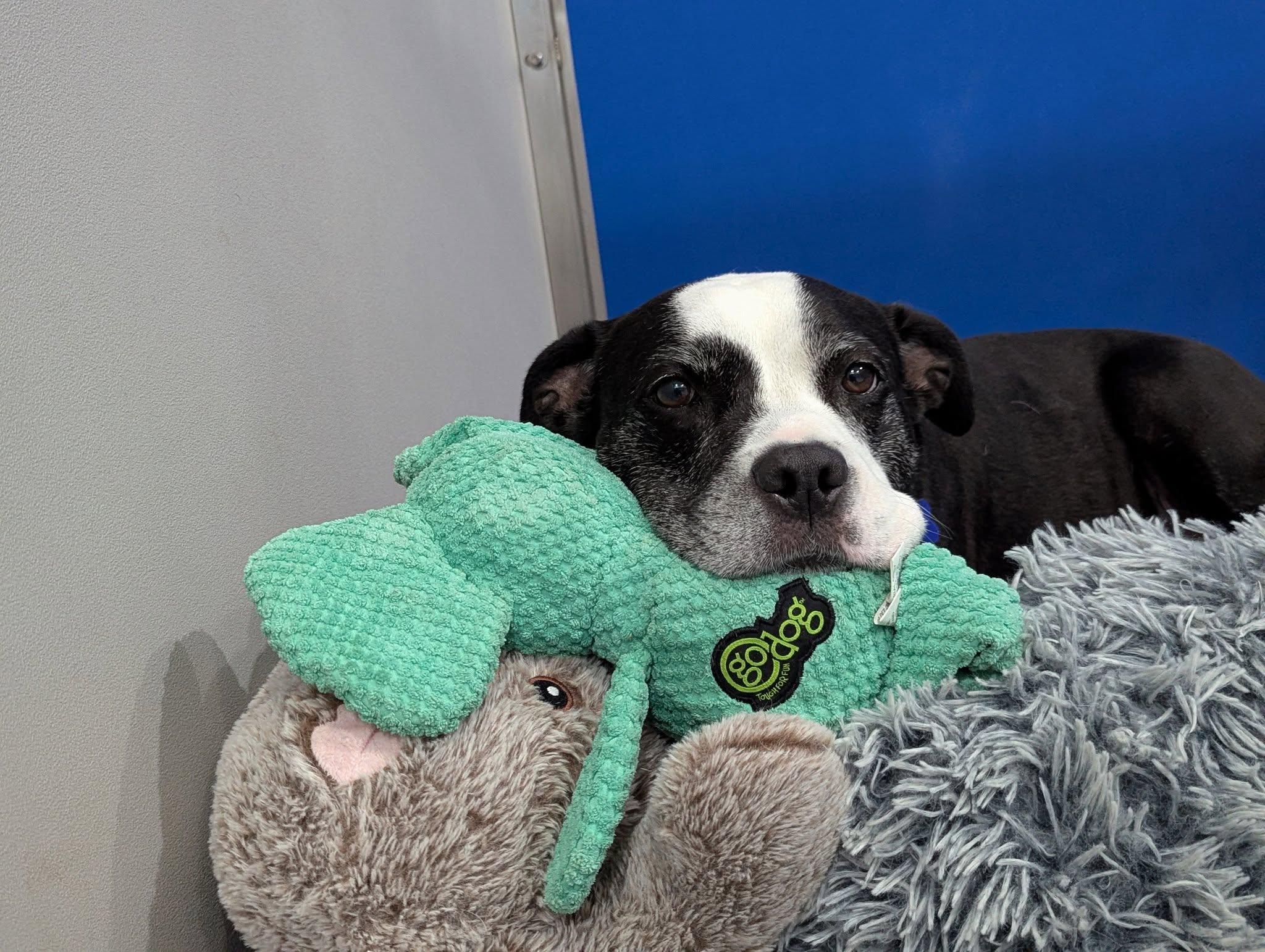 Enlarge Lexie, a Adoptable mixed breed in Columbia, MO image 2/6