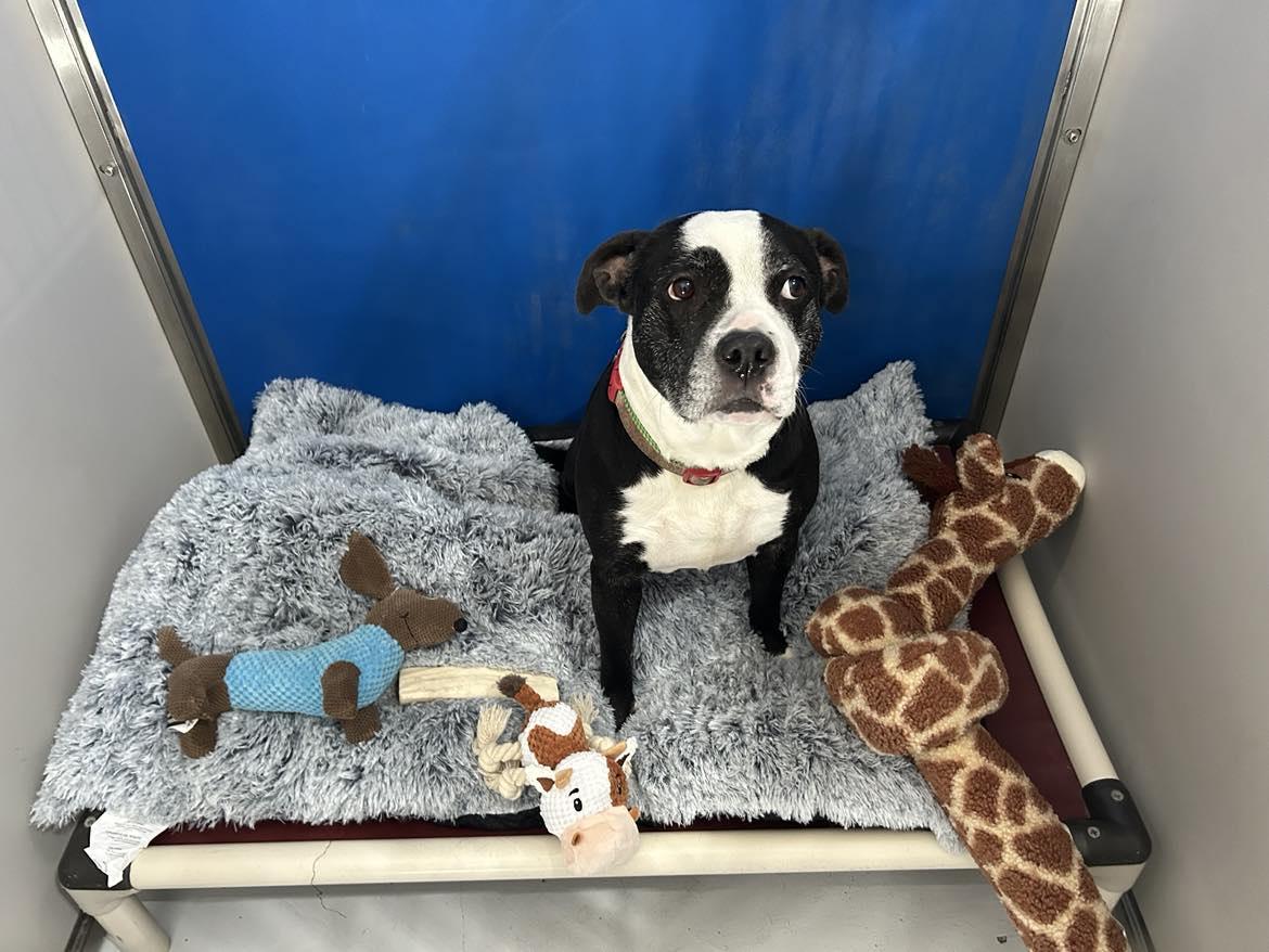 Lexie, a Adoptable mixed breed in Columbia, MO image 3/6