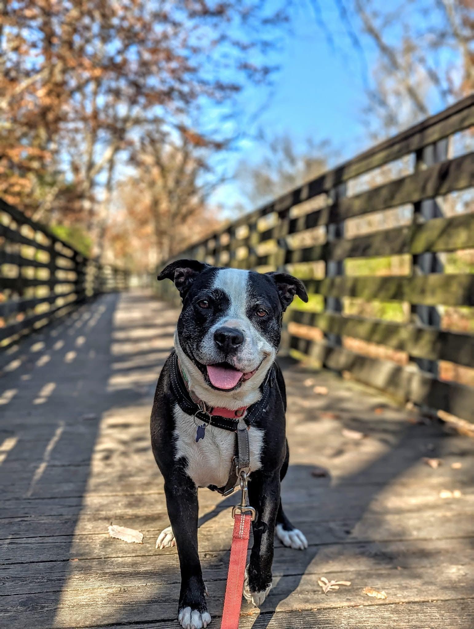 Enlarge Lexie, a Adoptable mixed breed in Columbia, MO image 1/6