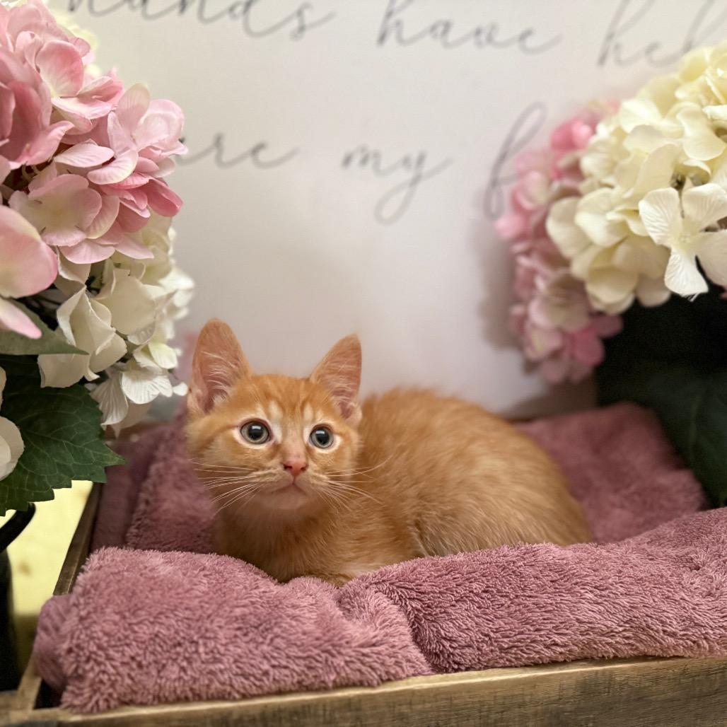 Joey, Adoptable, Kitten Male Domestic Short Hair.