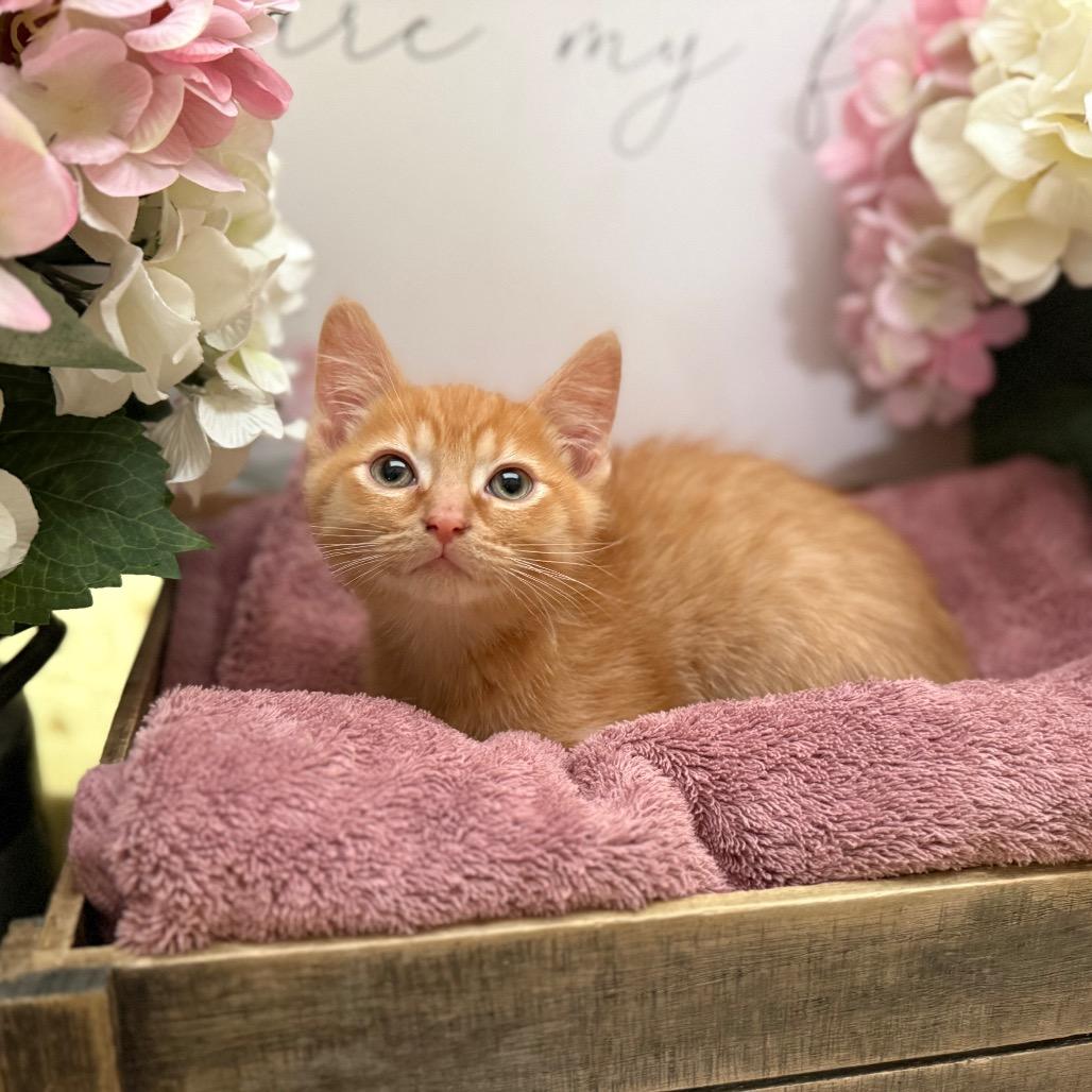 Enlarge Joey, a Adoptable Domestic Short Hair in Newberg, OR image 3/4