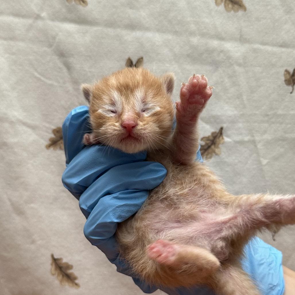 Enlarge Joey, a Adoptable Domestic Short Hair in Newberg, OR image 4/4