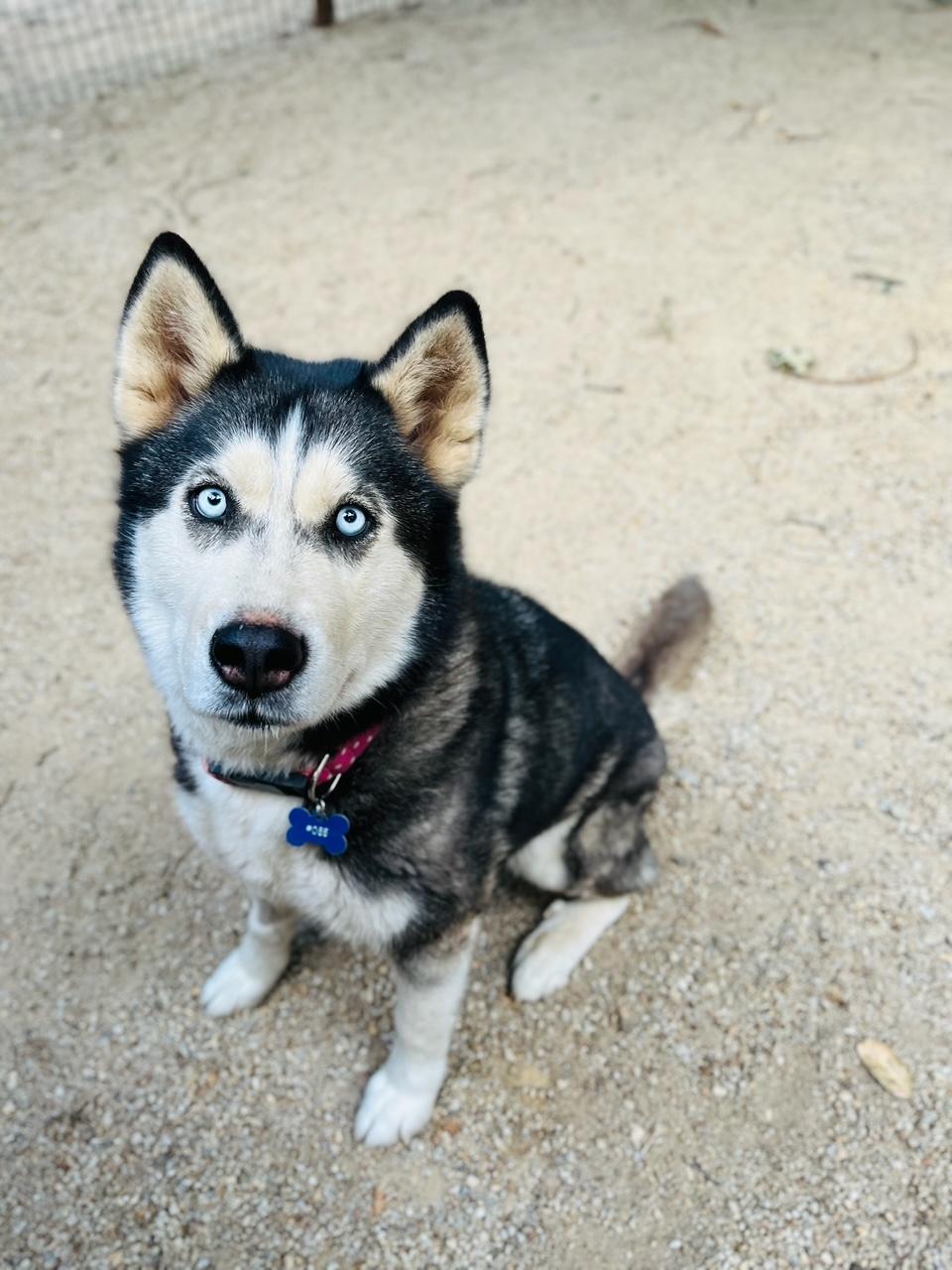 Taylor, Adopted, Adult Female Husky.