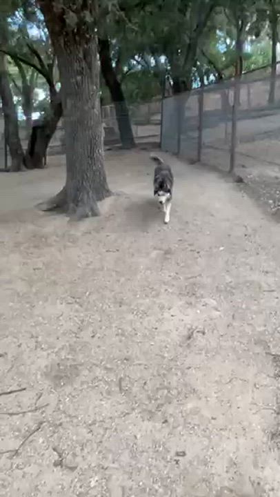 Enlarge Taylor, a Adopted mixed breed in Templeton, CA video 2/3