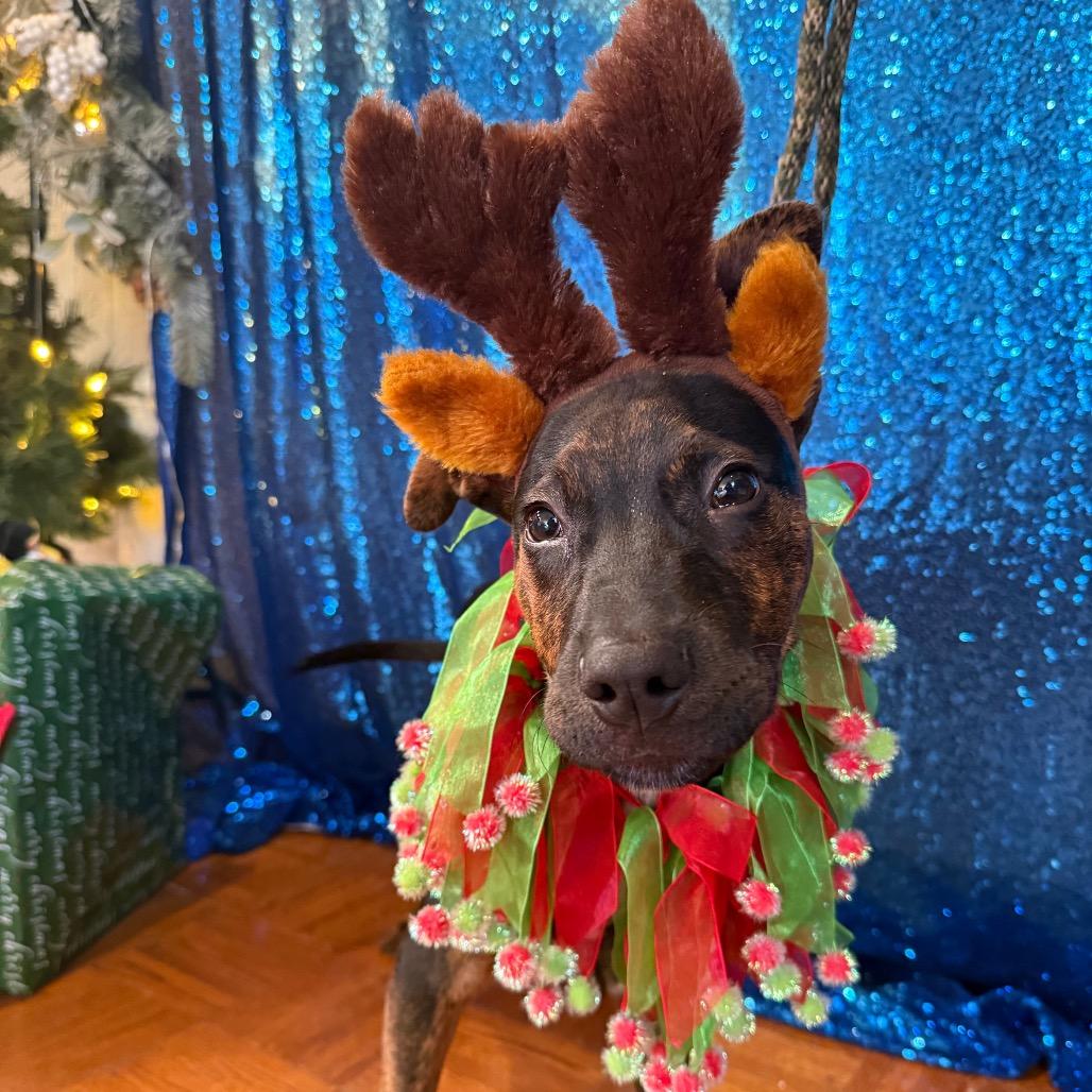 Dewey, Adoptable, Puppy Male Mixed Breed.