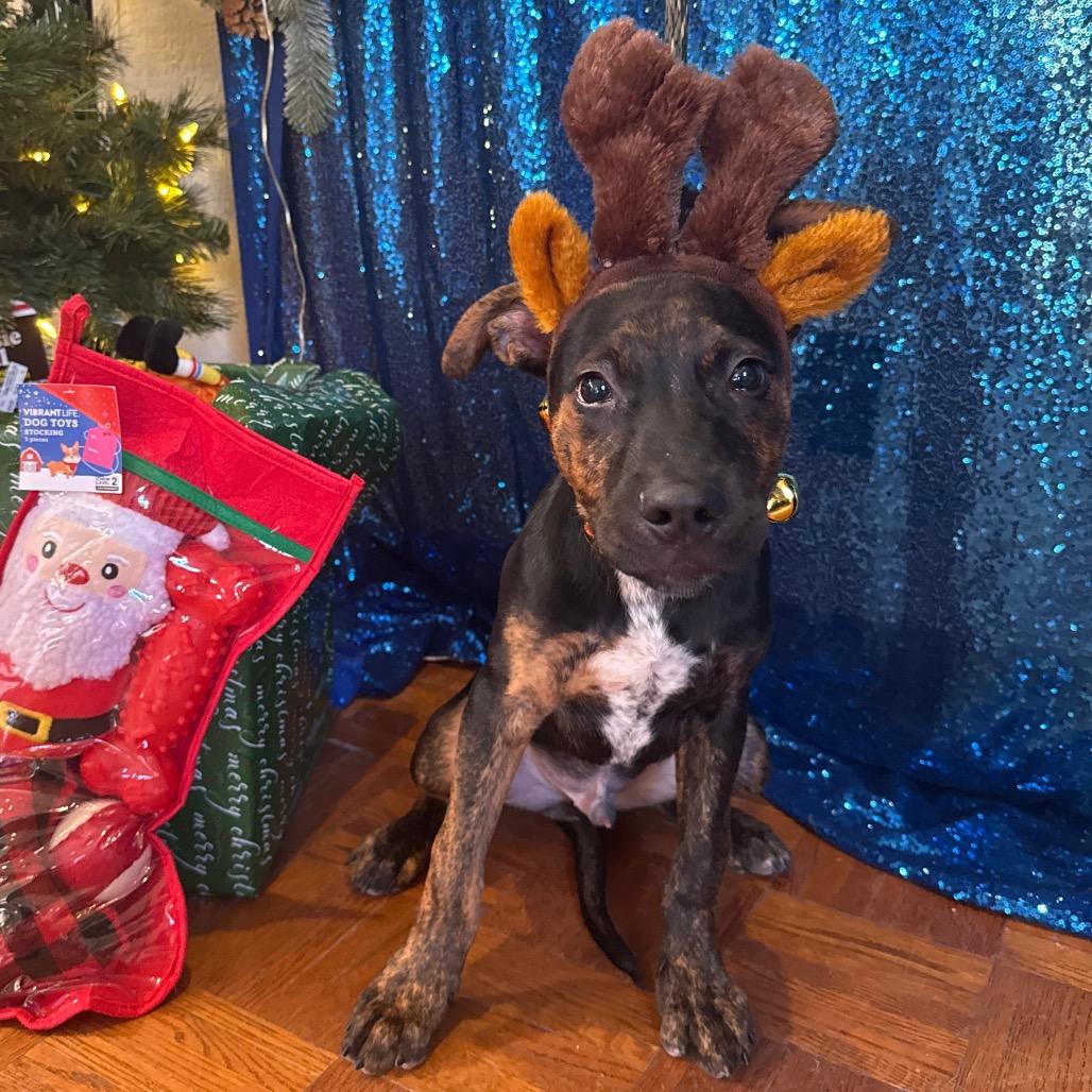 Enlarge Dewey, a Adoptable Mixed Breed in Santa Barbara, CA image 2/6