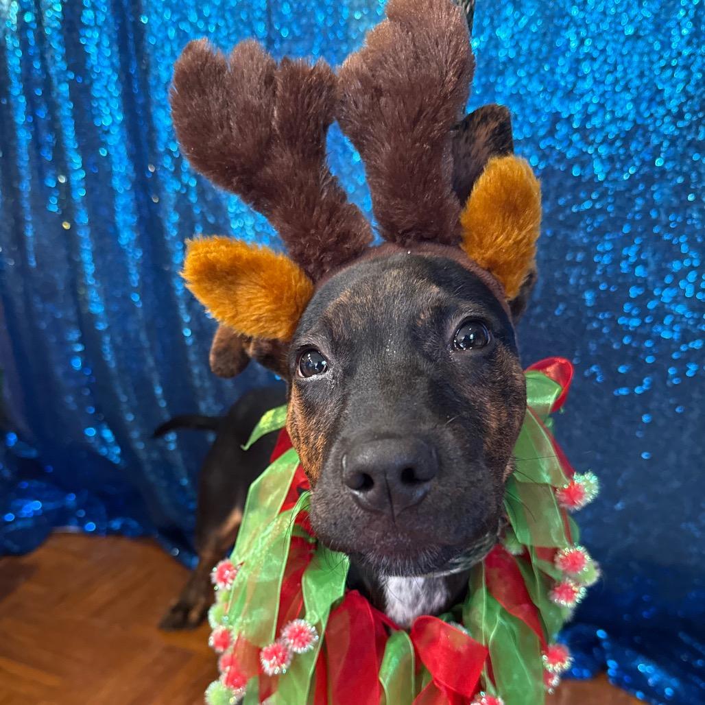 Enlarge Dewey, a Adoptable Mixed Breed in Santa Barbara, CA image 3/6