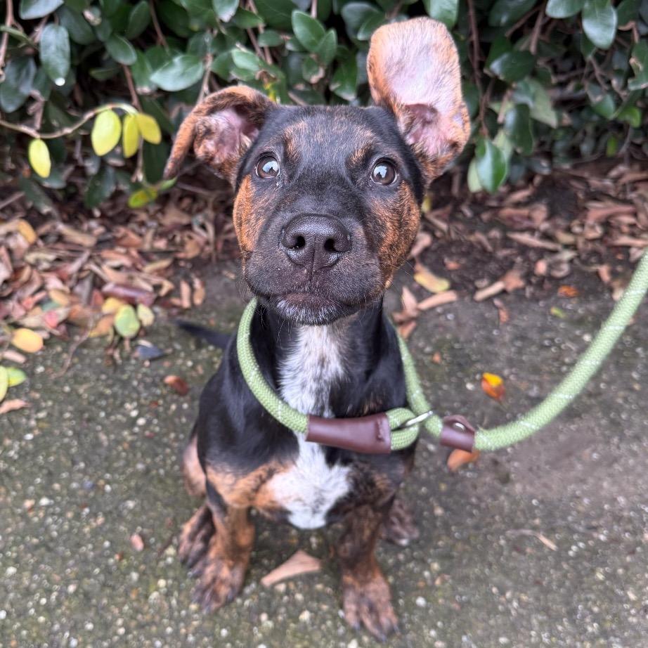 Enlarge Dewey, a Adoptable Mixed Breed in Santa Barbara, CA image 4/6
