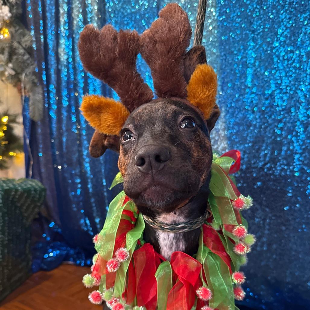 Enlarge Dewey, a Adoptable Mixed Breed in Santa Barbara, CA image 5/6