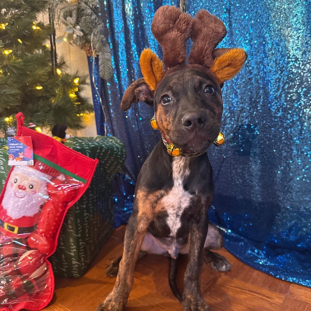 Enlarge Dewey, a Adoptable Mixed Breed in Santa Barbara, CA image 6/6