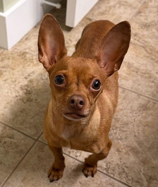 Ofelia #1, Adopted, Adult Female Chihuahua.