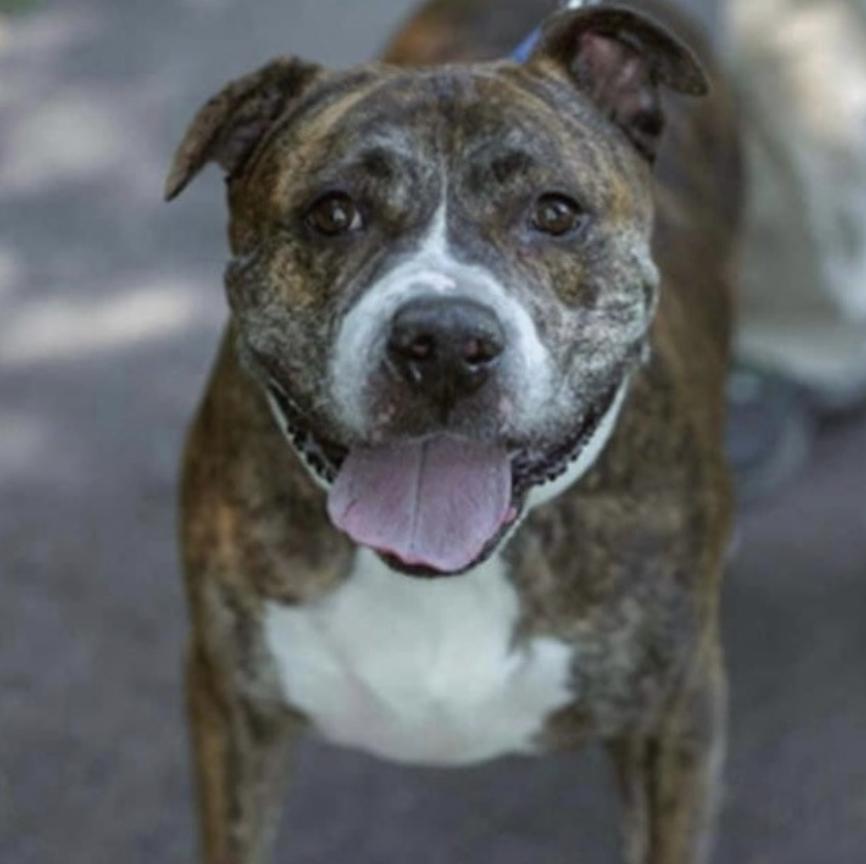 Little Bear, a Adoptable Pit Bull Terrier in Lincoln Park, NJ image 1/6