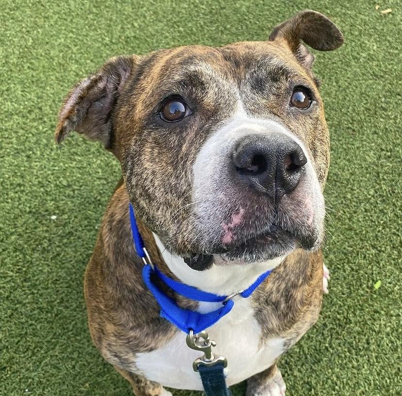 Little Bear, a Adoptable Pit Bull Terrier in Lincoln Park, NJ image 2/6