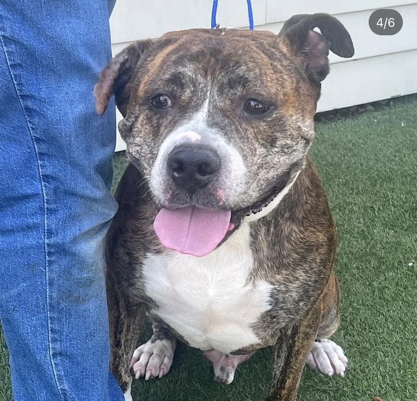 Little Bear, a Adoptable Pit Bull Terrier in Lincoln Park, NJ image 3/6