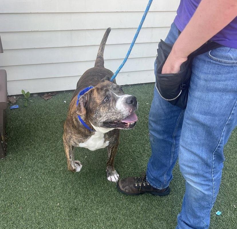 Little Bear, a Adoptable Pit Bull Terrier in Lincoln Park, NJ image 4/6