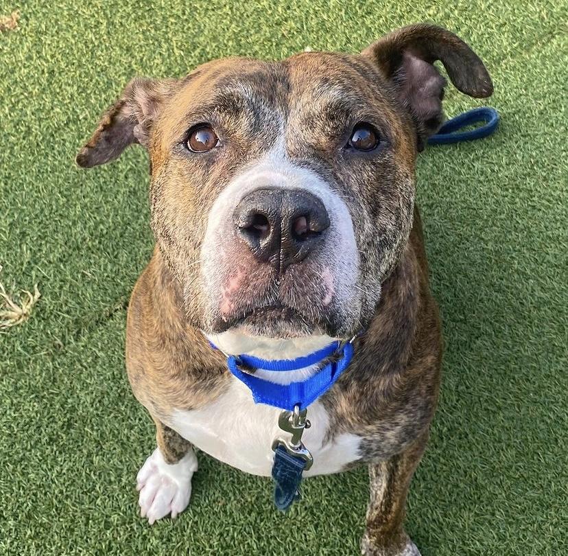 Little Bear, a Adoptable Pit Bull Terrier in Lincoln Park, NJ image 5/6