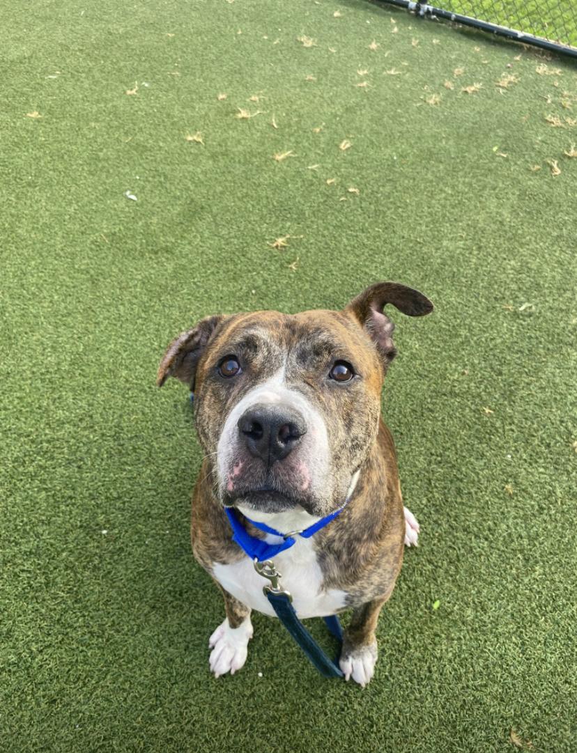 Little Bear, a Adoptable Pit Bull Terrier in Lincoln Park, NJ image 6/6