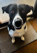 Enlarge Ace, a Adoptable mixed breed in Winfield, KS image 1/1