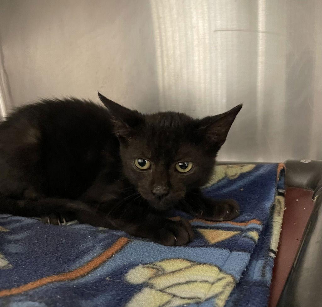 Cinder, Adoptable, Young Female Domestic Short Hair.