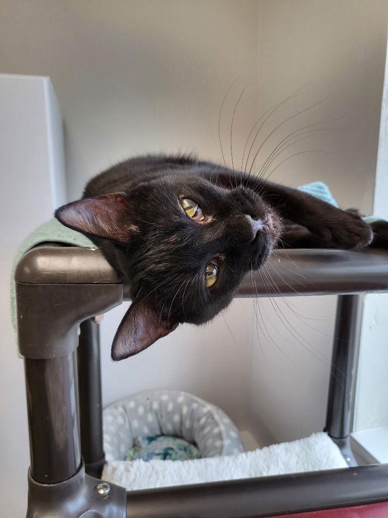 Enlarge Cinder, a Adoptable Domestic Short Hair in Emmett, ID image 1/1