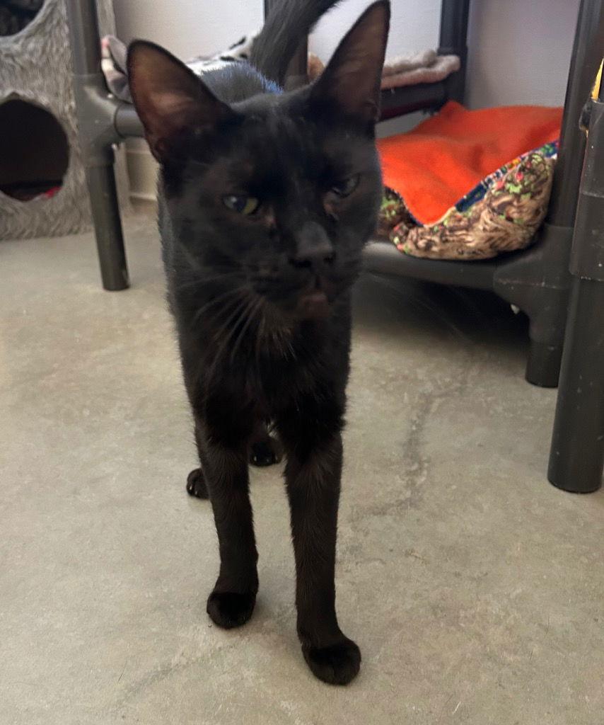 Enlarge Cinder, a Adoptable Domestic Short Hair in Emmett, ID image 2/2