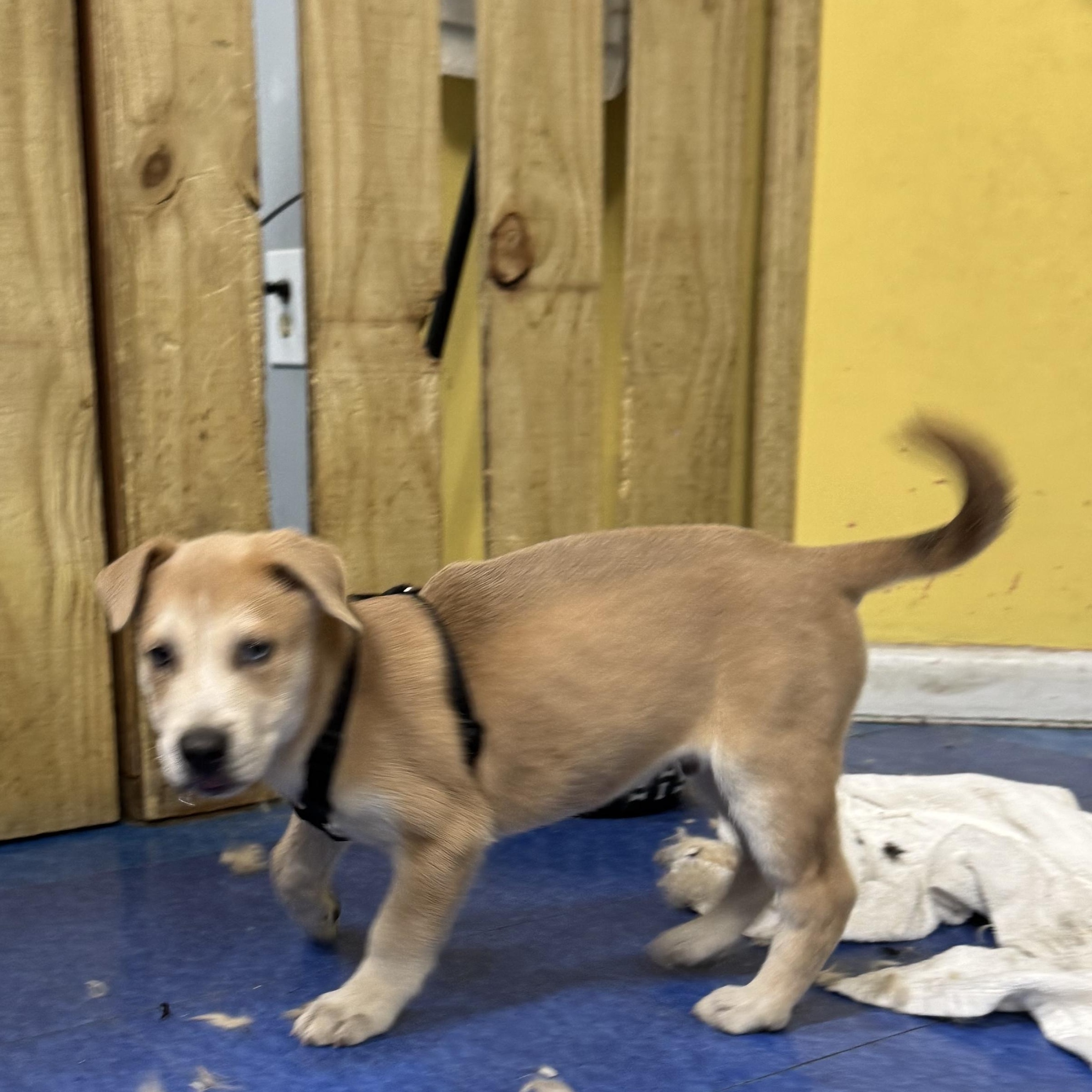 Bailey, a Adoptable mixed breed in Hilton Head Island, SC image 4/6