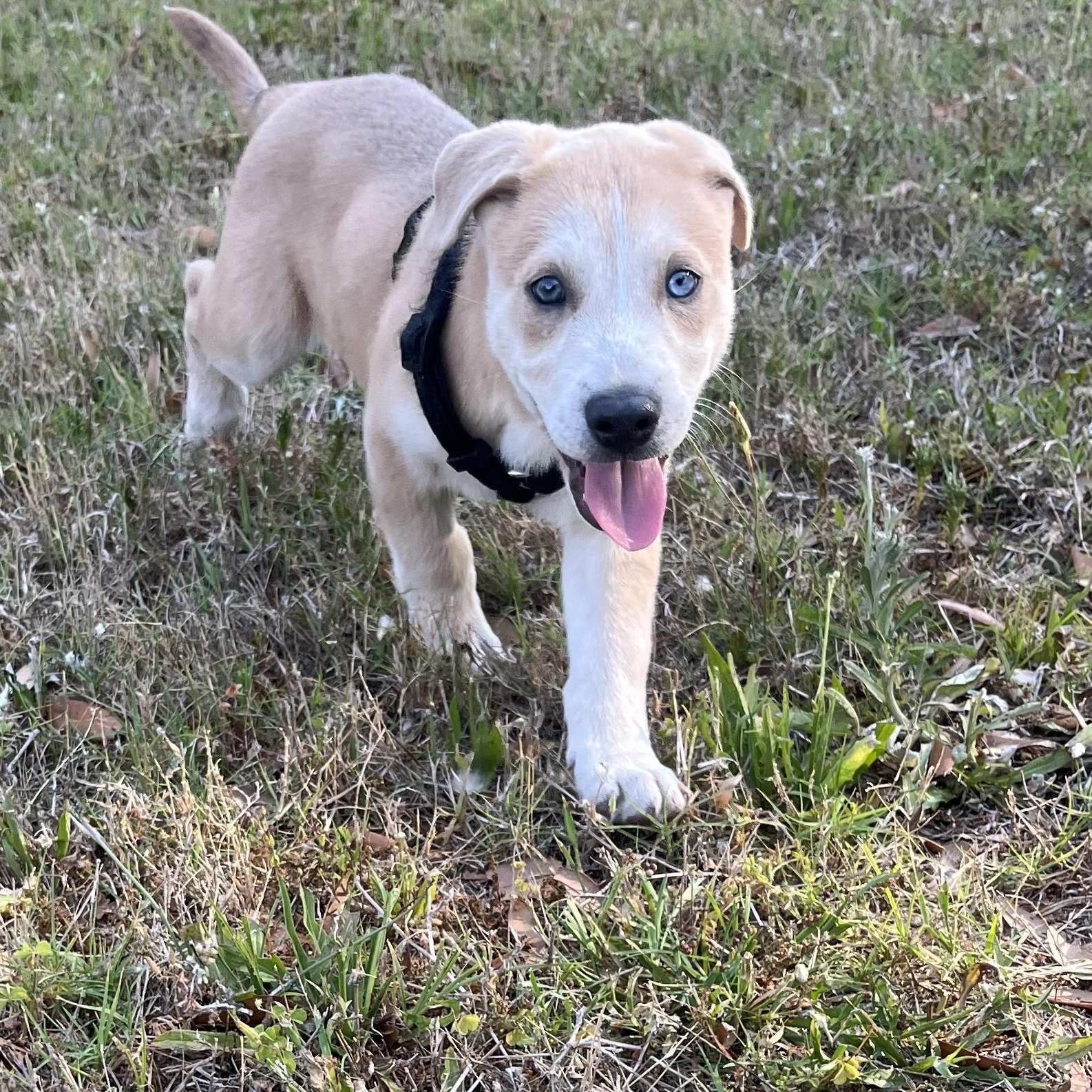 Bailey, a Adoptable mixed breed in Hilton Head Island, SC image 1/6